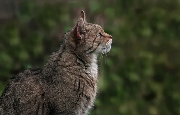 Кот, взгляд, морда, профиль, дикий, лесной, европейский, дикий лесной кот