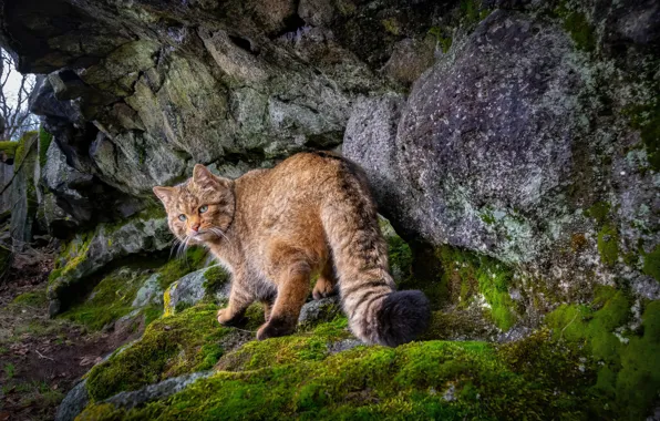 Мох, stones, лесной кот, moss, wild cat, forest cat