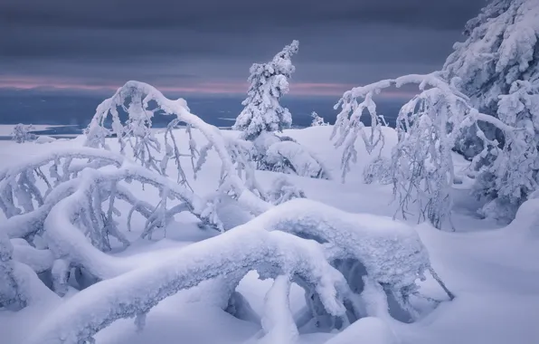 Зима, снег, деревья, ветки, сугробы, Россия, Мурманская область, Кандалакша