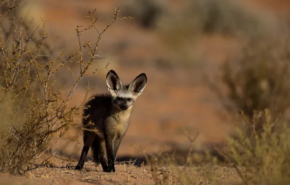 Картинка природа, фон, Curious bat-eared fox