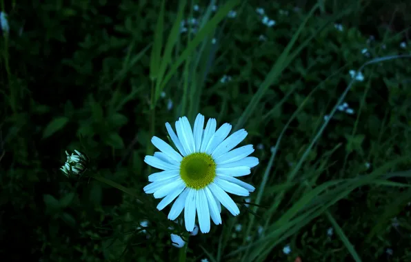 Картинка цветок, трава, макро, ромашка