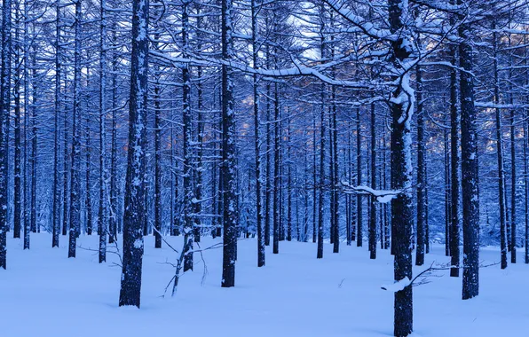 Зима, лес, снег, деревья