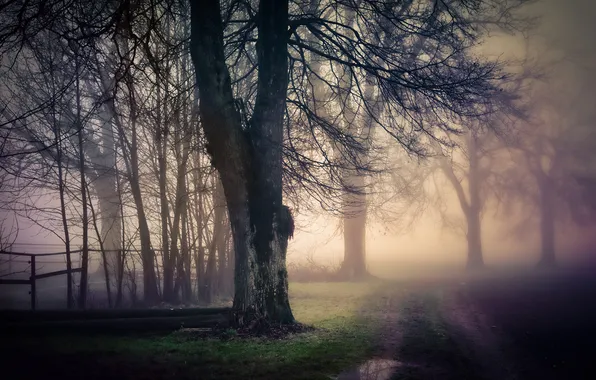 Картинка дорога, природа, туман, дерево