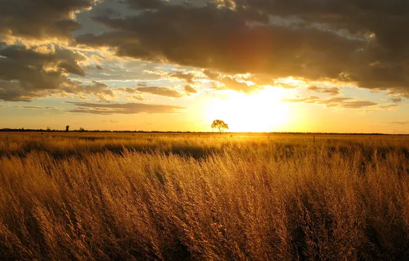 Картинка поле, закат, природа, вечер, Sun, Australia