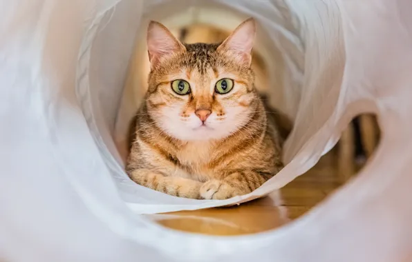 Картинка кошка, взгляд, мордочка, зелёные глаза, котейка