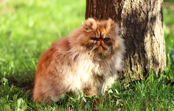 Кошка, лето, трава, кот, взгляд, морда, свет, природа