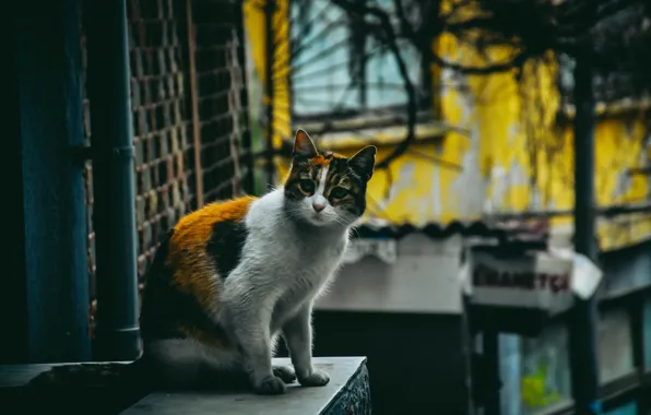Кошка, дома, сидит, трехцветная