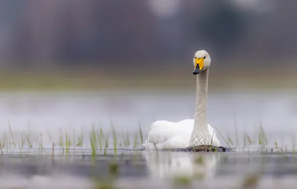 Природа, птица, лебедь