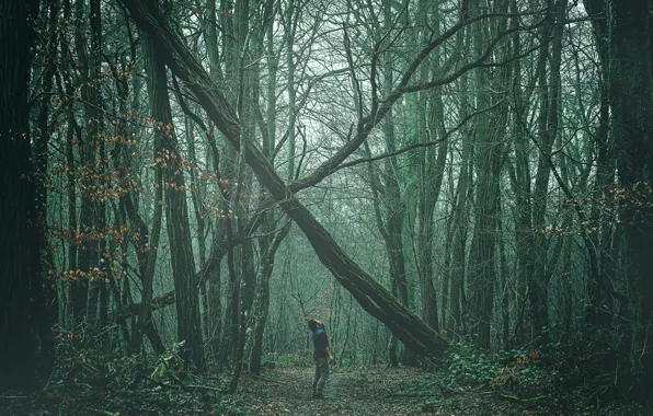 Forest, man, path
