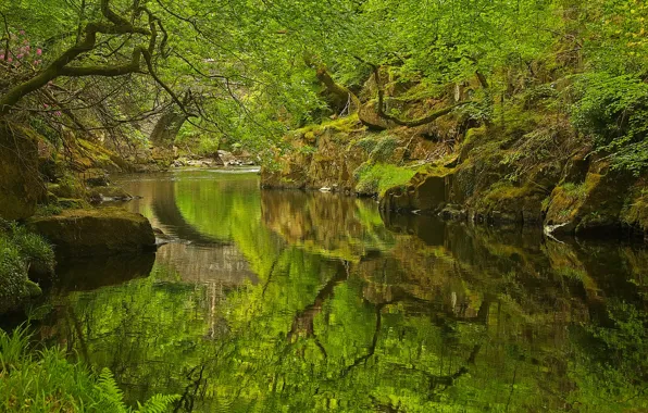 Лес, деревья, река, скалы, Уэльс, Нантмор