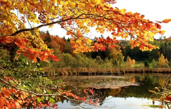 Картинка осень, лес, небо, листья, озеро, ветка