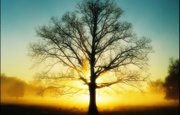 Картинка солнце, дерево, Свет, 151
