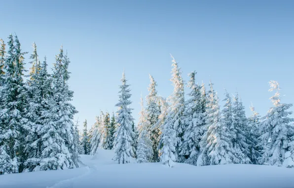 Зима, снег, деревья, пейзаж, елки, forest, landscape, winter