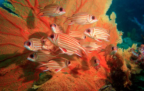 Картинка рыбы, белка, beautiful, коралловый, coral, squirrel fish, море фана, sea fan