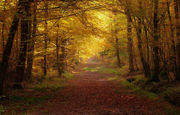 Осень, парк, аллея