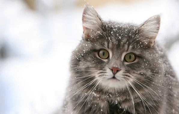 Кошка, глаза, кот, снег, пушистик, pussy, eyes, cat