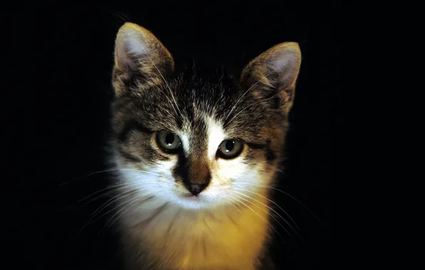 Картинка котенок, темный, смотрит, cats