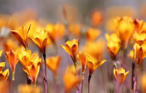 Макро, цветы, природа