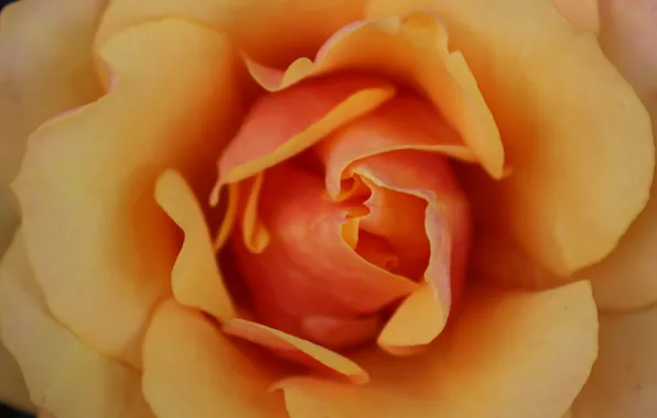 Nature, Flower, Rose, Yellow