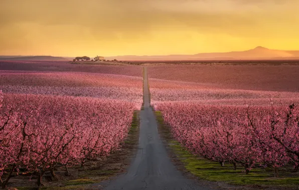 Дорога, деревья, цветение, Flowering