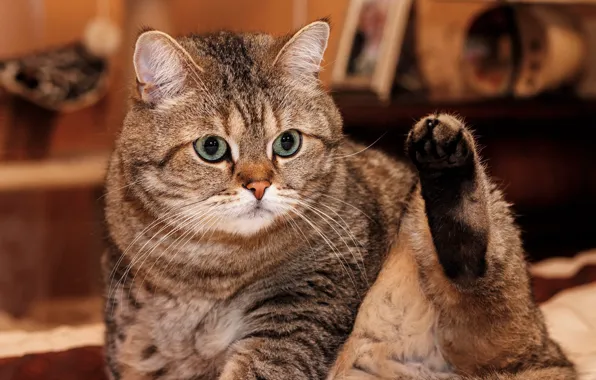 Кошка, кот, взгляд, морда, поза, серый, фон, комната