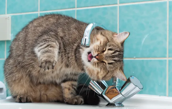 Картинка кошка, вода, раковина, пьет, смеситель