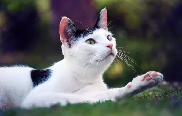 Кошка, белый, кот, взгляд, природа, поза, поляна, лапа