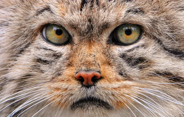 Кошка, морда, манул