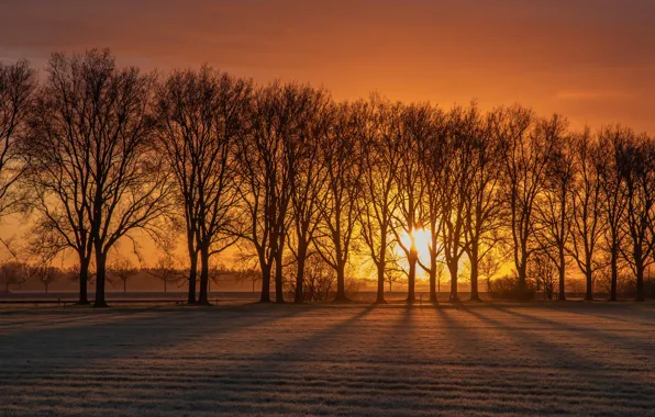 Утро, деревья, рассвет, Нидерланды, поле, восход, солнце