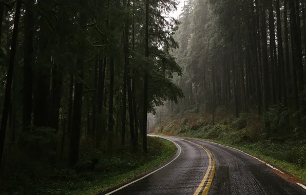 Картинка дорога, лес, природа