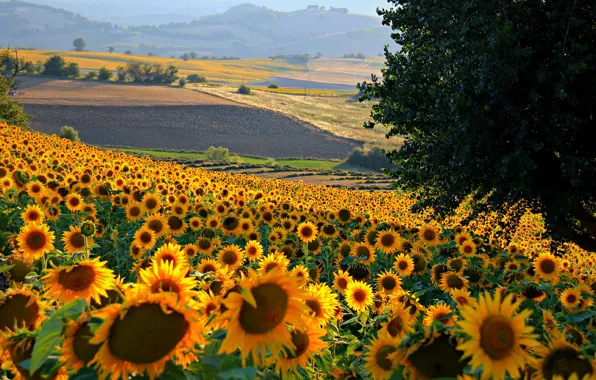Картинка поле, цветы, холмы, подсолнух, Италия