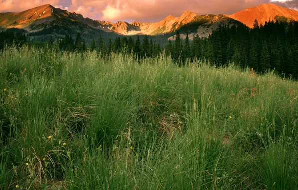 Трава, облака, горы, Колорадо, Парк