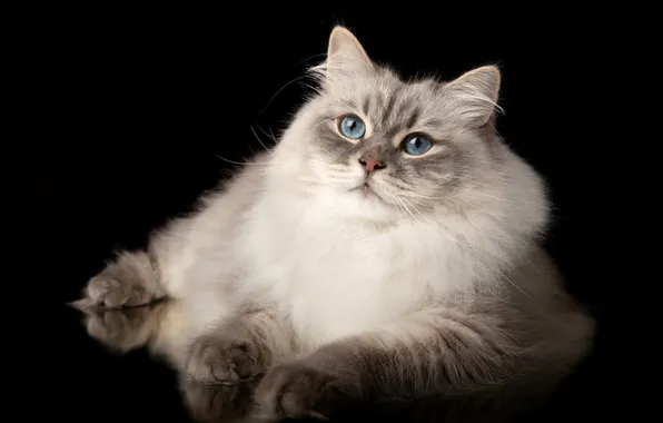 Картинка кошка, портрет, лапы, голубые глаза, чёрный фон, пушистая, Невская маскарадная кошка, Наталья Ляйс