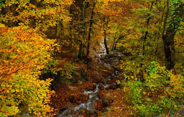 Осень, лес, природа, ручей