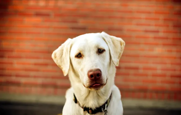 Взгляд, друг, собака