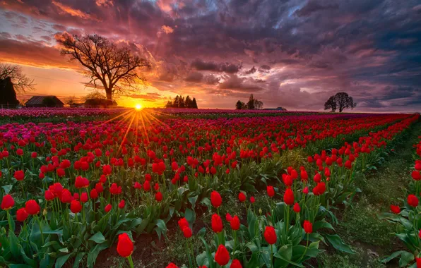 Картинка поле, солнце, лучи, закат, весна, вечер, Орегон, тюльпаны