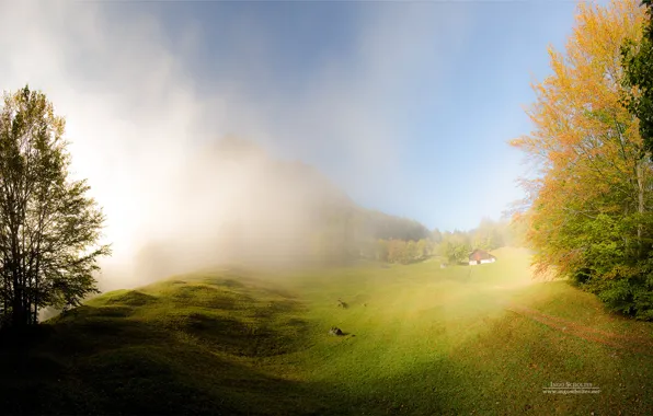 Trees, nature, fog