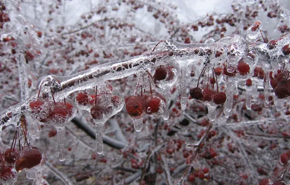 Картинка лед, зима, вишни