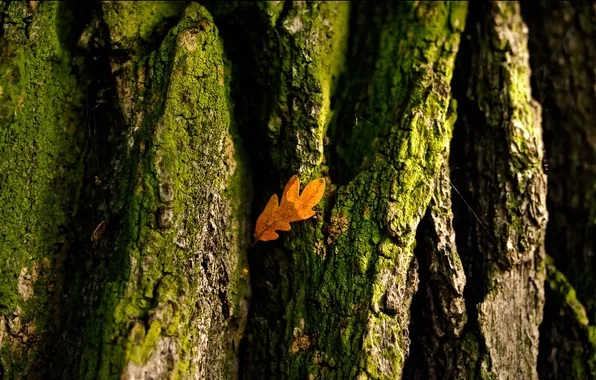 Лист, дерево, кора, autumn