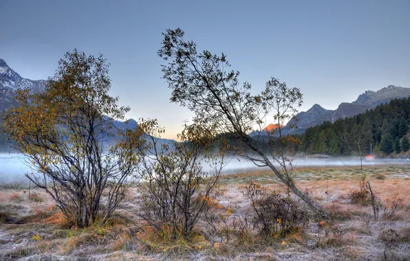 Деревья, пейзаж, природа