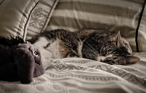 Картинка кошка, диван, игрушка, лежит