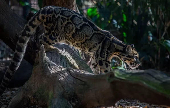 Картинка хищник, профиль, дикая кошка, дымчатый леопард