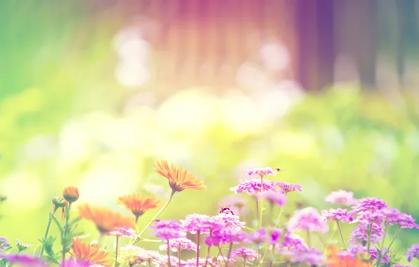 Картинка лето, свет, цветы, природа, bokeh