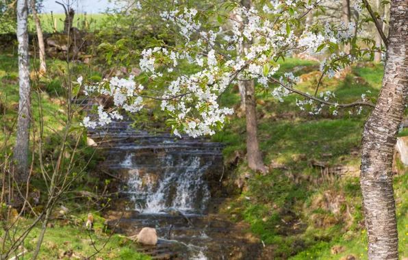 Картинка природа, водопад, весна, nature, spring, цветущие деревья, a waterfall, blossoming trees