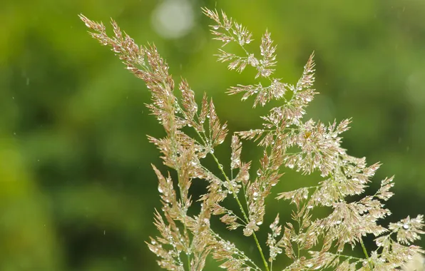 Grass, drops, blades