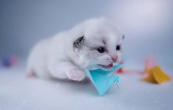 Кошка, белый, взгляд, поза, бумага, котенок, игрушка, мордашка
