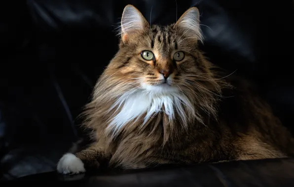 Картинка кошка, кот, портрет