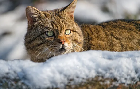 Картинка взгляд, морда, снег, Дикая кошка, Лесной кот