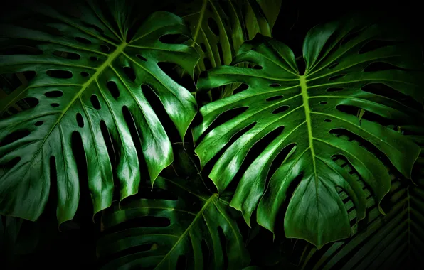 Обои листья, темный фон, растение, зеленые, резные, монстера на телефон и  рабочий стол, раздел природа, разрешение 3840x2160 - скачать