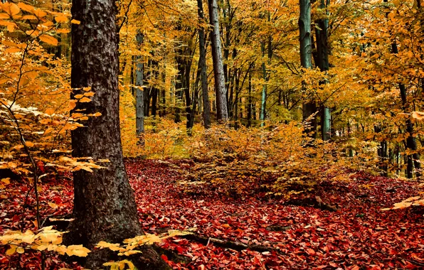 Картинка осень, лес, деревья, красно-жёлтая листва